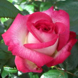 Rose 'Pascal Sevran'